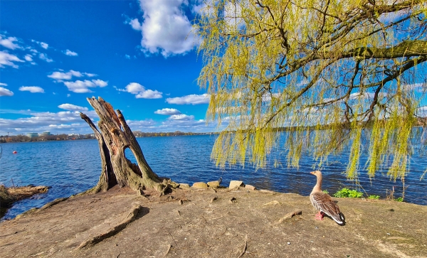 Sehnsucht an der Alster