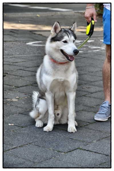 Warten,bis Herrchen sein O.K. gibt