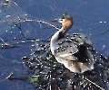 Haubentaucher im Nest