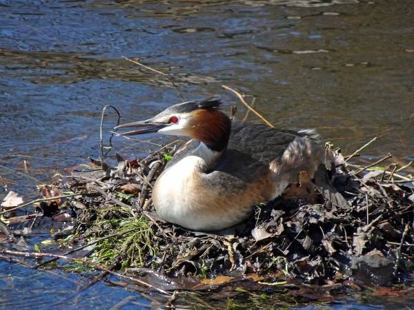 Haubentaucher im Nest