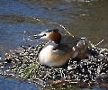 Haubentaucher im Nest