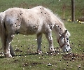 Zwei Ponys und zwei Ziegen