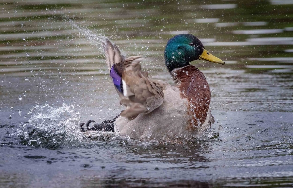 Baden macht einfach Spaß!