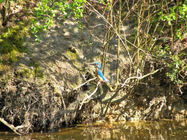 Eisvogel