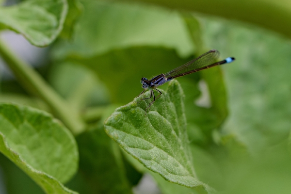 Kleine Libelle