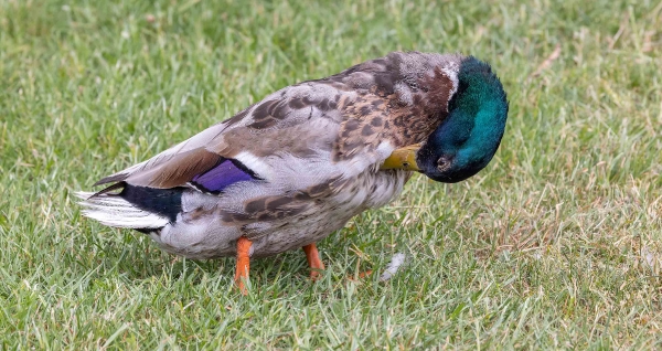 Die Enten sind gerade in der Mauser