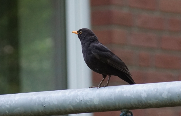 die Amsel