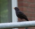 die Amsel