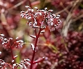 Das ist roter Mauerpfeffer