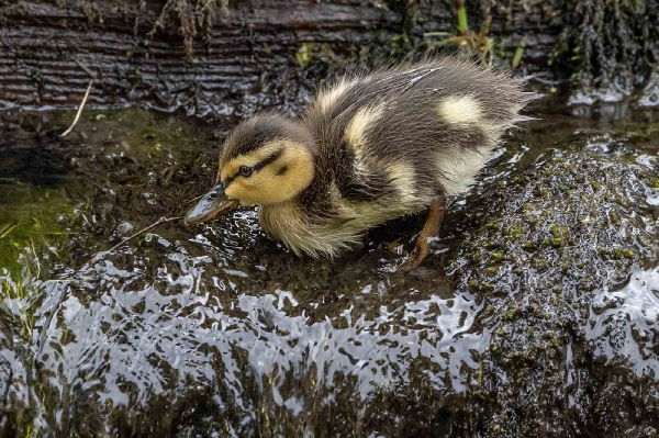 Die Mamma passt zwar noch auf