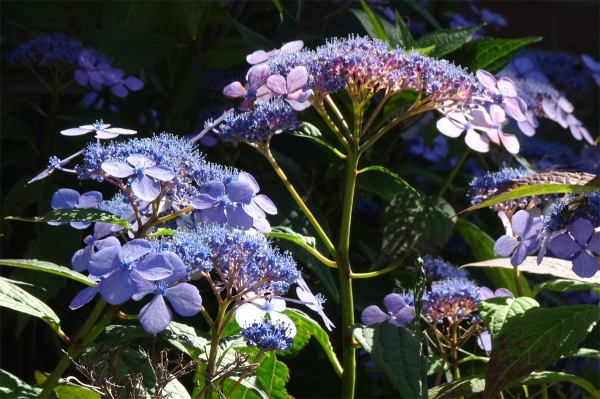 Hortensie.