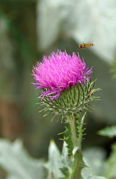 Schwebfliege im Anflug