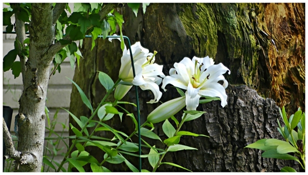 Meine Lilien blühen wieder