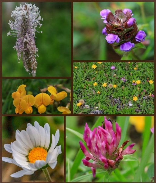 Blumen am Wegesrand im Allgäu