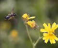 Der Landeanflug