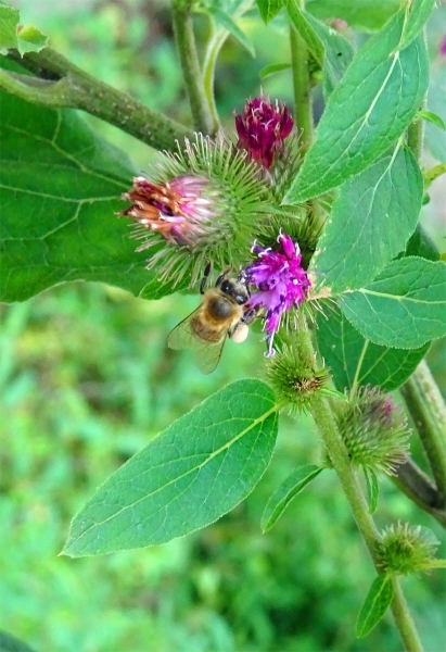 Biene auf Blüte