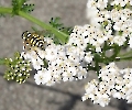 Schwebefliege auf Pflanze