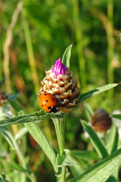 Marienkäfer auf Distel