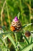 Marienkäfer auf Distel