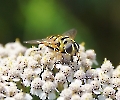 Schwebfliege auf Pflanze