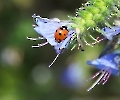 Platz auf der kleinsten Blüte