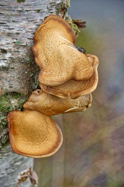 Pilze auf Birke