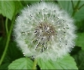 Pusteblume mit Rahmen