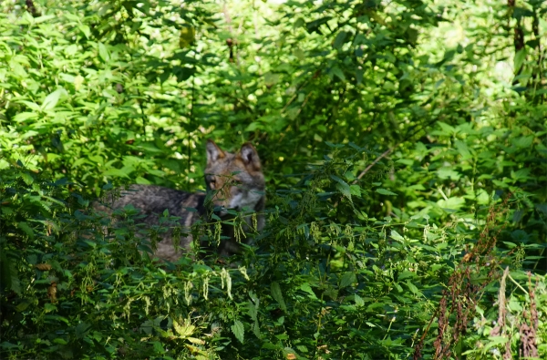 Wolf auf der Lauer