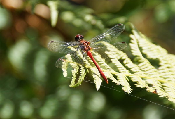 Blutrote Heidelibelle