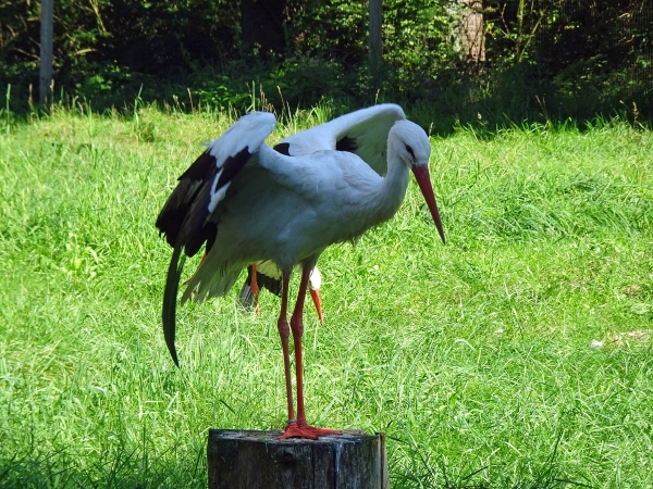 Der Storch