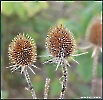 Schönheiten im Herbst