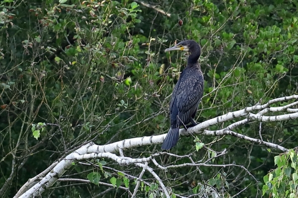 Kormoran