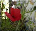 Mohn Blume