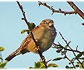 Der Spatz im Baum