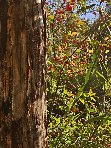 Vogelbeeren  von der Sonne verwöhnt