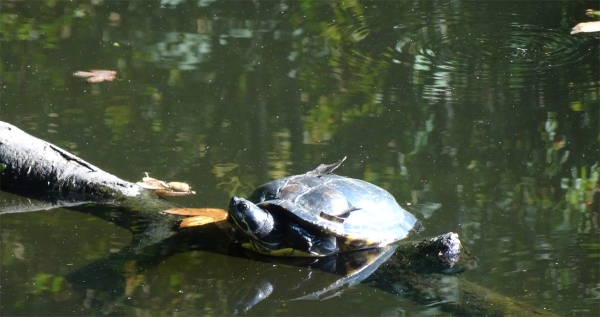 Schildkröte 