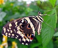 Schmetterling