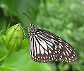 Schmetterling 2