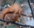 Hier hat es leider nur wenige Hörnchen