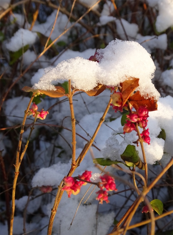 Fruchteis im Schnee