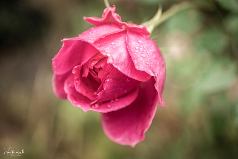 Wet Rose