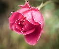 Wet Rose