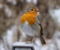 Das Rotkehlchen trägt jetzt sein Winterkleid