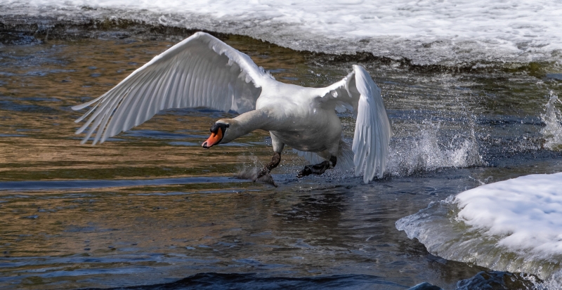 Mein lieber Schwan...