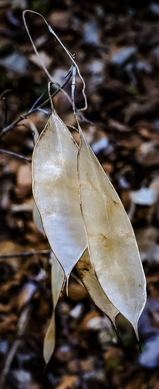 Detail im Wald