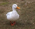 Das ist unser Stockenten Albino.