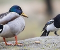 Die Ente hatte gesehen wie ich