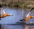 Die Rostgänse haben heute fleißig Enten gejagt