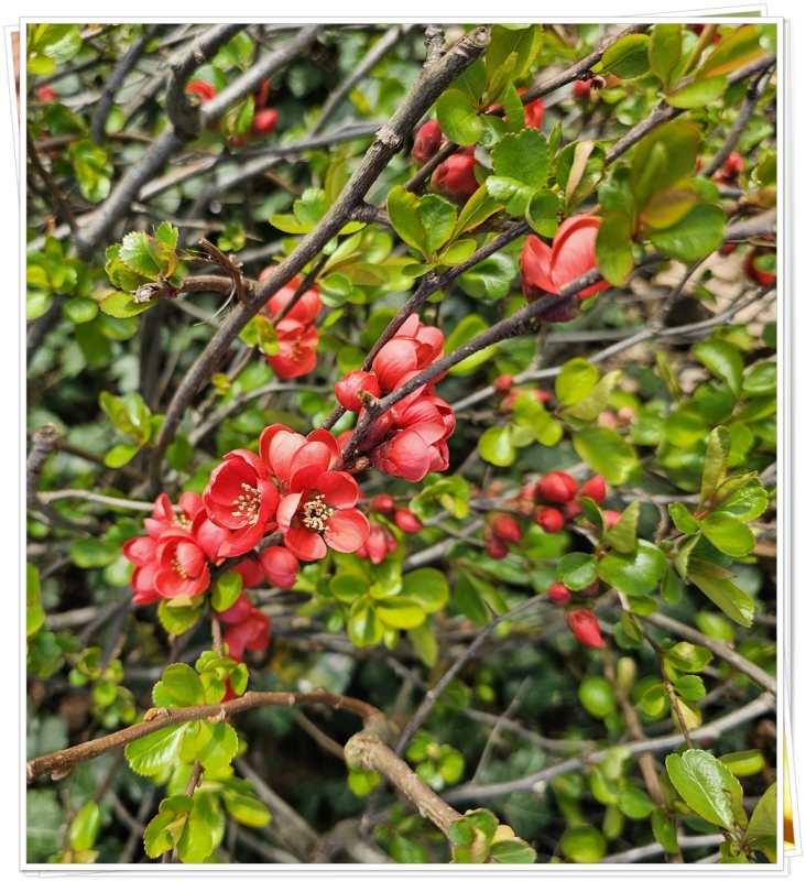 Zierquitte Chaenomeles