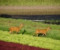 Wildlive Rehe